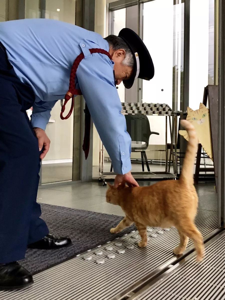 连续四年硬闯美术馆！日本这只猫让保安大叔亚历山大