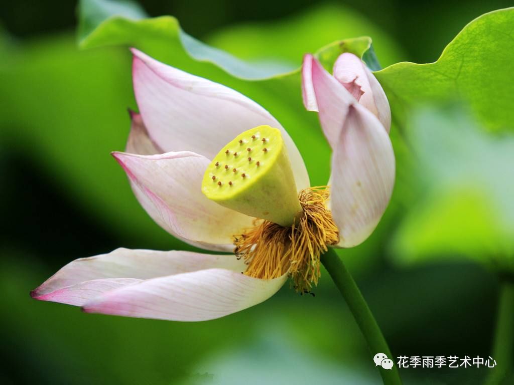 莲蓬(liánpeng:又称莲房,埋藏荷花雌蕊的倒圆锥状海绵质花托