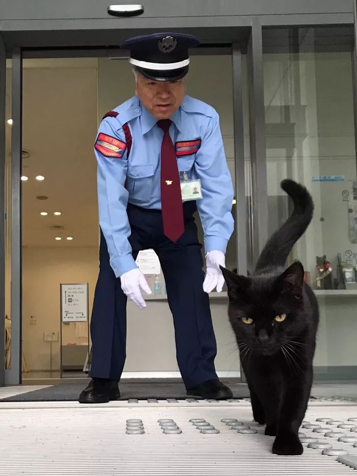 连续四年硬闯美术馆！日本这只猫让保安大叔亚历山大