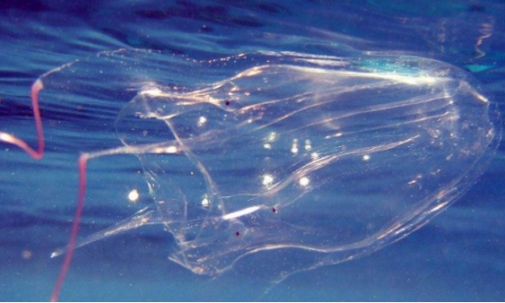 世上伤害生命的事不止一种_伤害世间的生物_生物伤害是什么意思