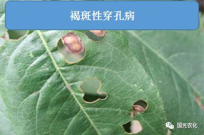 细菌性:细菌性穿孔病.桃李穿孔病常见类别有:细菌性和真菌性.