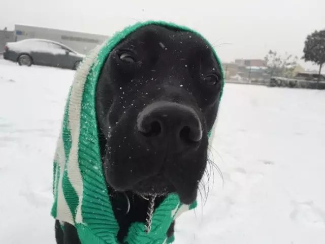 拉布拉多在漫雪中的歡樂 寵物 第2張