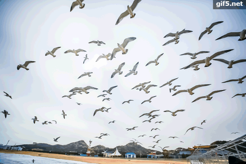 心里有没有很痒痒?不久之后海驴岛的海鸥就能见到大家啦!