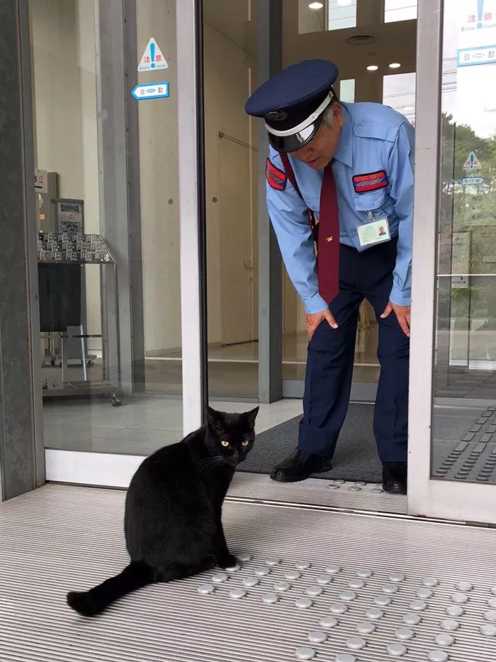 连续四年硬闯美术馆！日本这只猫让保安大叔亚历山大