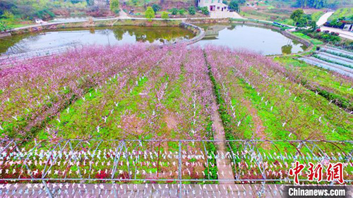 四川泸州十里渔湾桃花开游客闻香踏春