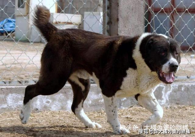 這種擁有4000多年歷史的古老藏獒血統的猛犬，如今還有人在養 寵物 第4張