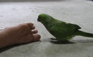 搞笑GIF趣图:哥们，你的脚有多大的味道，连鹦鹉都嫌弃你了！ _段子