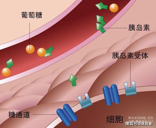 (糖代谢示意图;图片来源于网络)