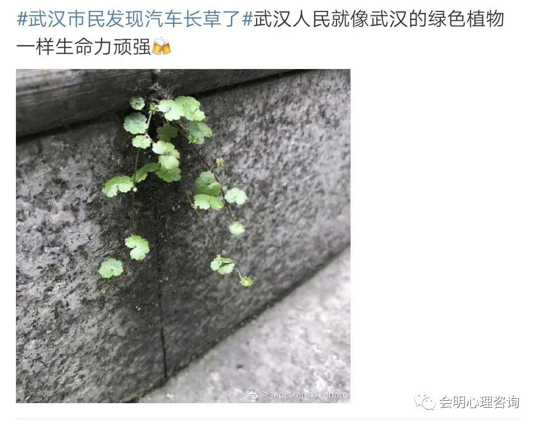 武汉的车子都长草了