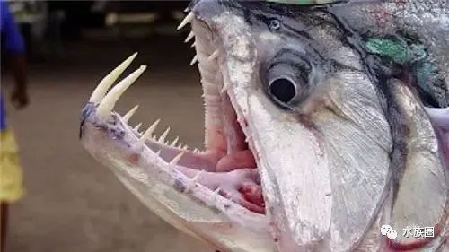 吸血鬼鱼的牙齿并不是真的牙齿,而是它的骨骼.