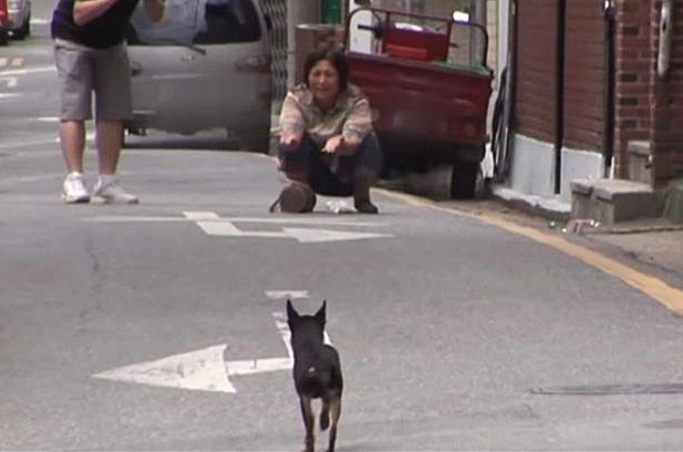 女子偶遇丟失2個月的愛犬，狗狗卻不願相認，專家的解釋很心酸 寵物 第2張