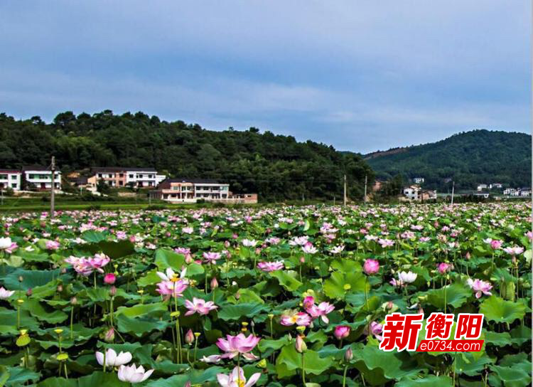 原创小镇大业看衡阳②宜居宜游衡东白莲镇推窗见花开门见绿