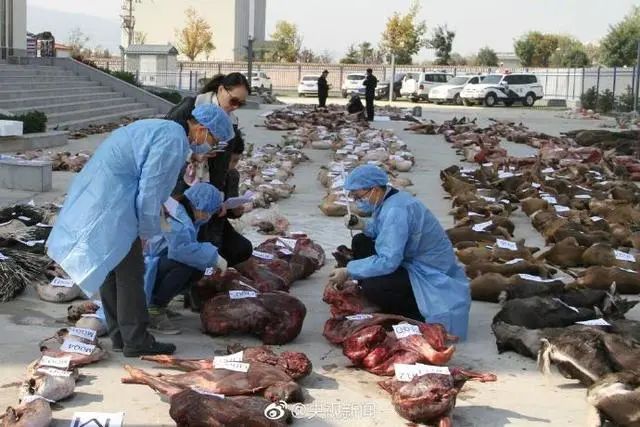 2020年野生动物鸵鸟_野生动物养殖业大“变天”,鸵鸟人工养殖的机遇来