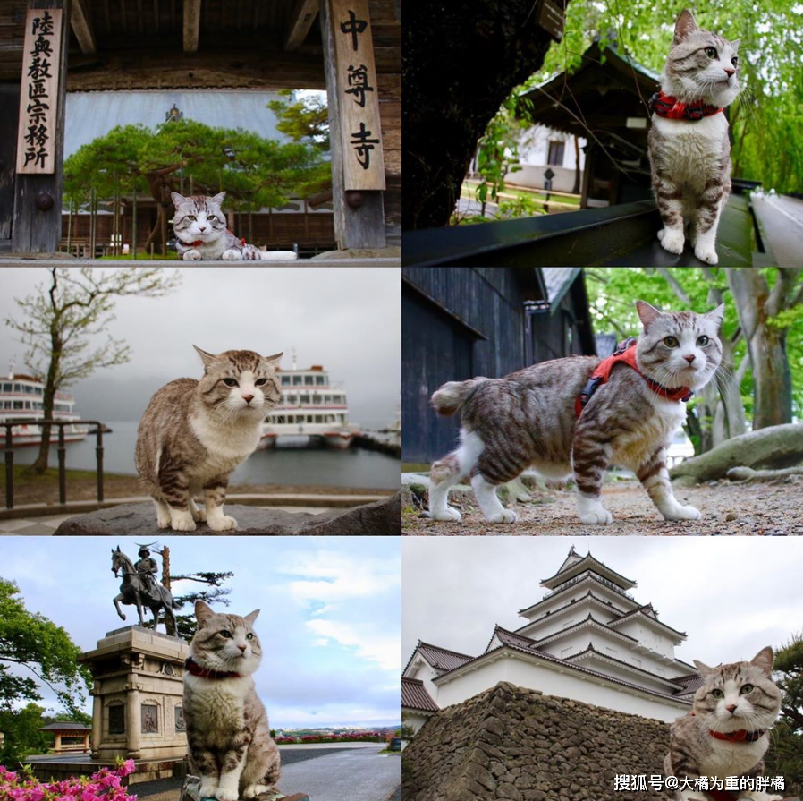 就这样,自喵吉打卡了鹿儿岛的"赏樱圣地"佑德稻荷神社开始,时有浓烟的