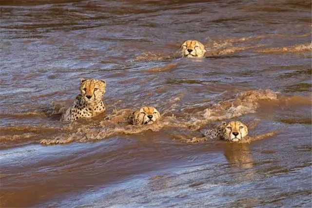 鱷魚出沒的河流洪水泛濫，5頭獵豹來到河邊，目標：穿越它 寵物 第11張