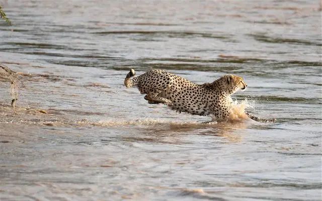 鱷魚出沒的河流洪水泛濫，5頭獵豹來到河邊，目標：穿越它 寵物 第7張