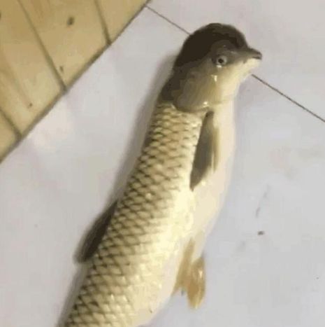 鱼图片头像男 39e5ef95575f45219afc1917e4ce48a3.jpeg