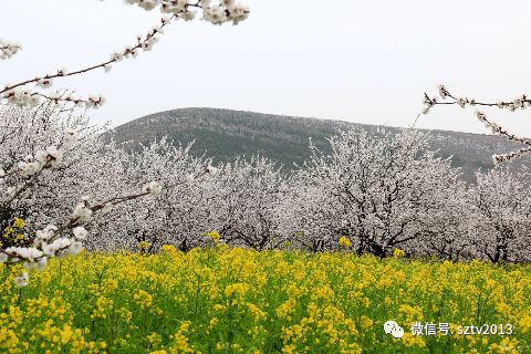 3月13日,宿州市埇桥区北部的乾山漫山遍野的杏花竞相怒放,花香四溢.