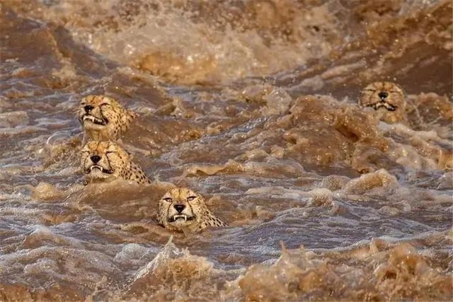 鱷魚出沒的河流洪水泛濫，5頭獵豹來到河邊，目標：穿越它 寵物 第12張