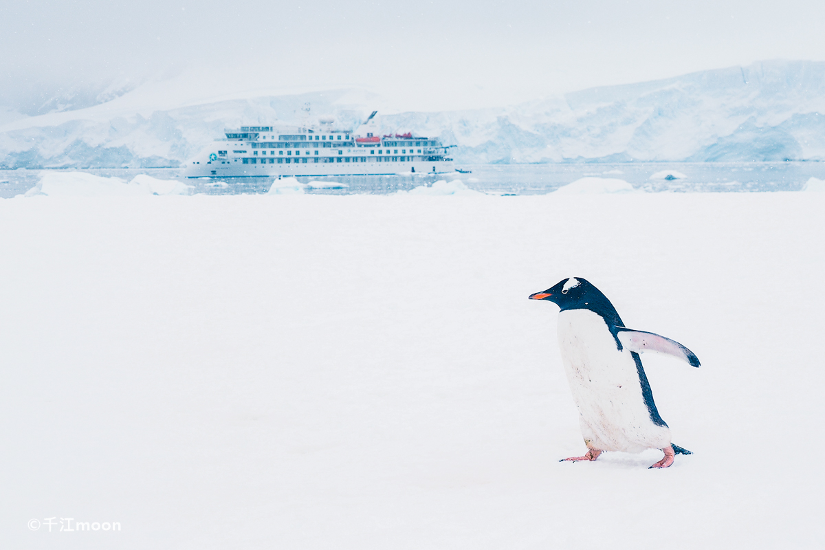 冰雪南极最有活力的风景线