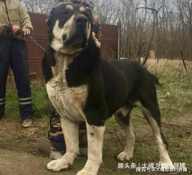 適合在家裡養的4種狗狗，去因為長得壯，很多人都不願意養 寵物 第1張