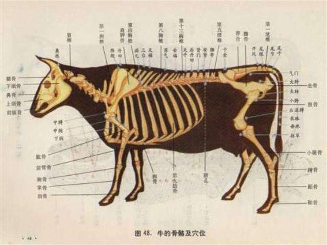 原创中兽医学院，只有一所大学有，不是中国农业大学