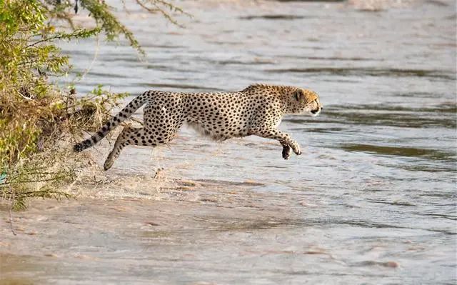 鱷魚出沒的河流洪水泛濫，5頭獵豹來到河邊，目標：穿越它 寵物 第5張