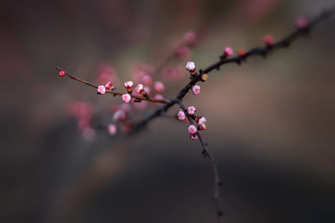 摄影里的意境美日暮待情人春深杏花乱