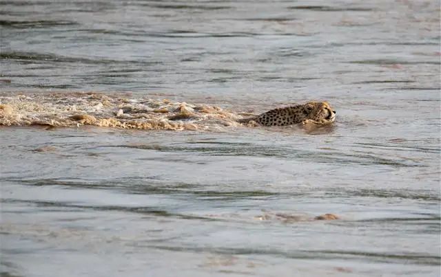 鱷魚出沒的河流洪水泛濫，5頭獵豹來到河邊，目標：穿越它 寵物 第9張