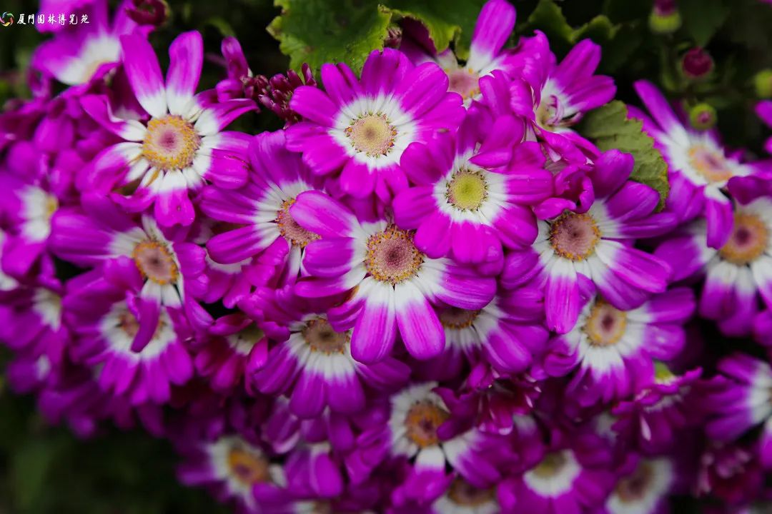 园博苑花盛开正是踏青赏花好时节