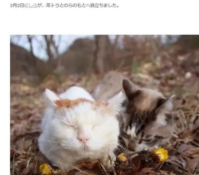 7b00984dff1046089d5c8274b87aae86.jpeg