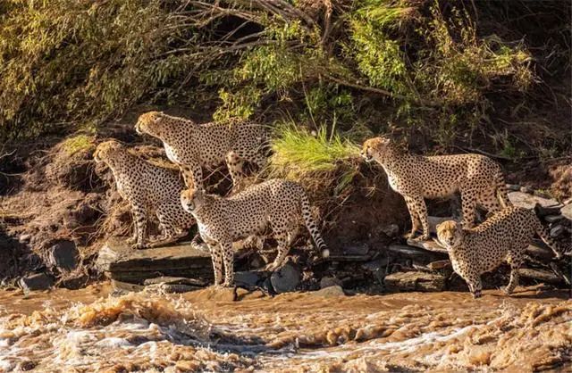 鱷魚出沒的河流洪水泛濫，5頭獵豹來到河邊，目標：穿越它 寵物 第1張