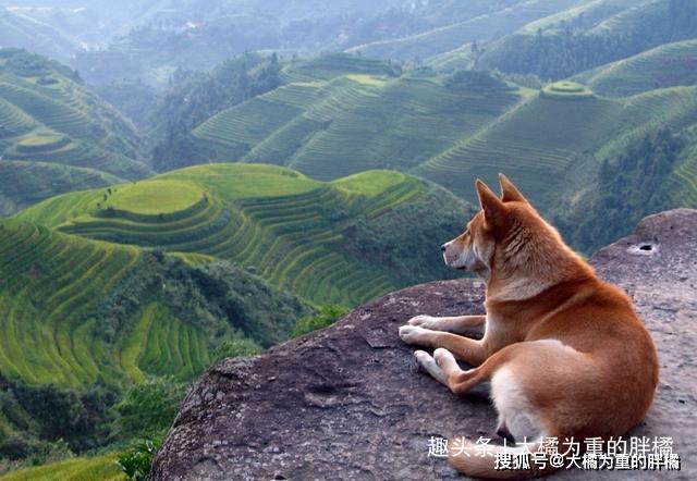 這3種狗如今已瀕臨滅絕，有一種狗在中國，被國家列為保護動物！ 寵物 第2張