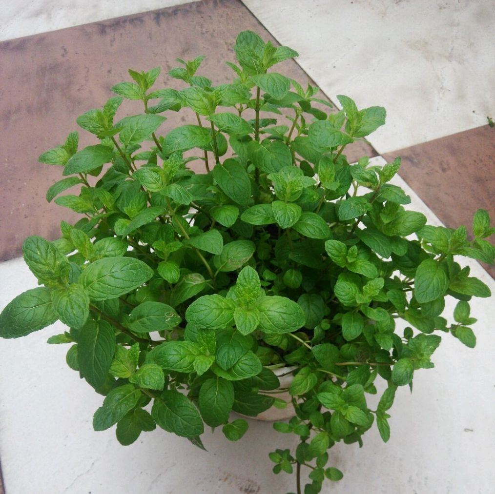 園林公司,驅蚊