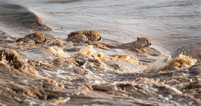 鱷魚出沒的河流洪水泛濫，5頭獵豹來到河邊，目標：穿越它 寵物 第10張