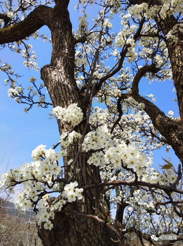 昭阳旧圃一树梨花一树春