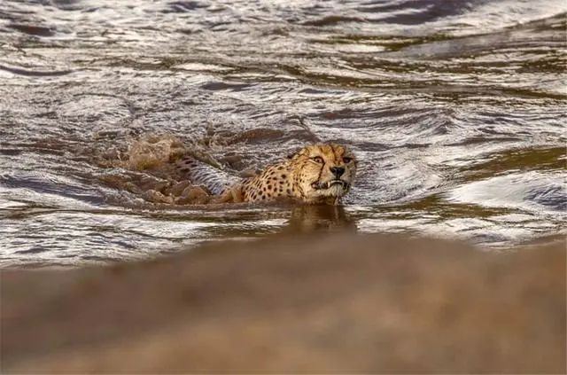 鱷魚出沒的河流洪水泛濫，5頭獵豹來到河邊，目標：穿越它 寵物 第13張