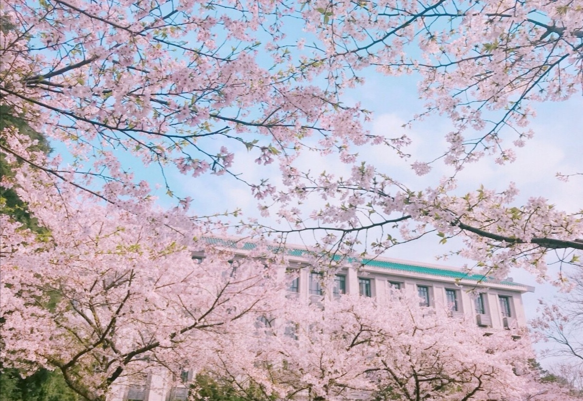 这些大学邀您一起"云赏花",武大,华南农大._樱花