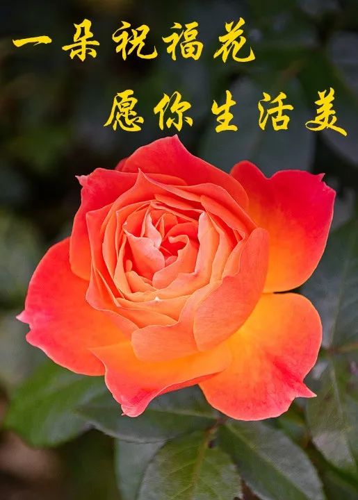 早晨问候图片最新 早上好祝福图片表情包