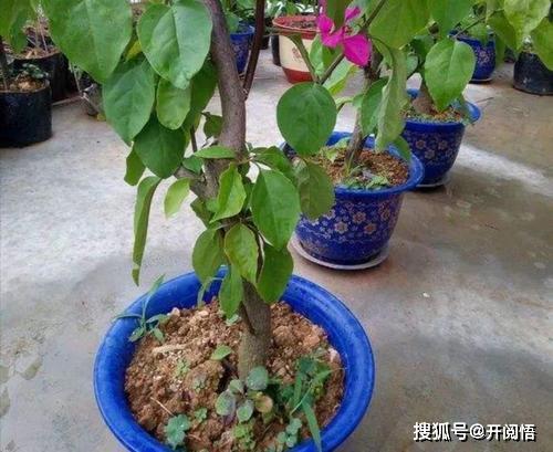 植物@很容易换出麻烦，花养不好反而伤根这3种情况不适合换盆