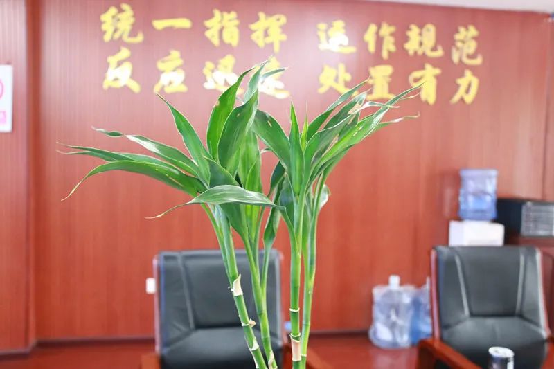 怎么样养富贵竹的视频 dcf97df96df140c3bdb3a8a6f0a94e22.jpeg