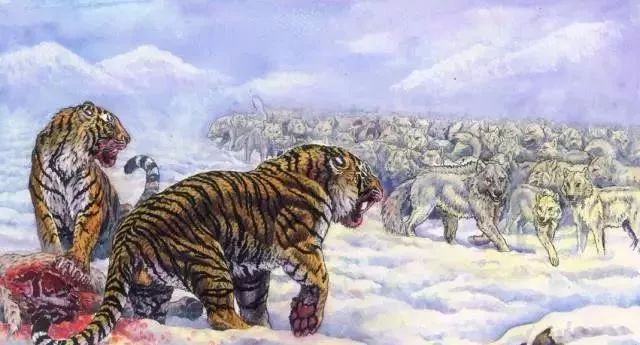 梦境交织，解析我昨晚梦见狼和老虎的深层含义