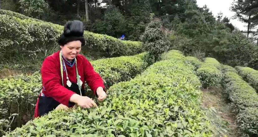 丹寨县马寨茶叶基地的王万梅