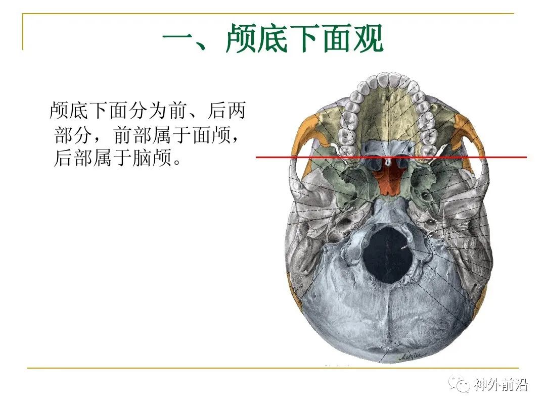 实用课件颅底的结构