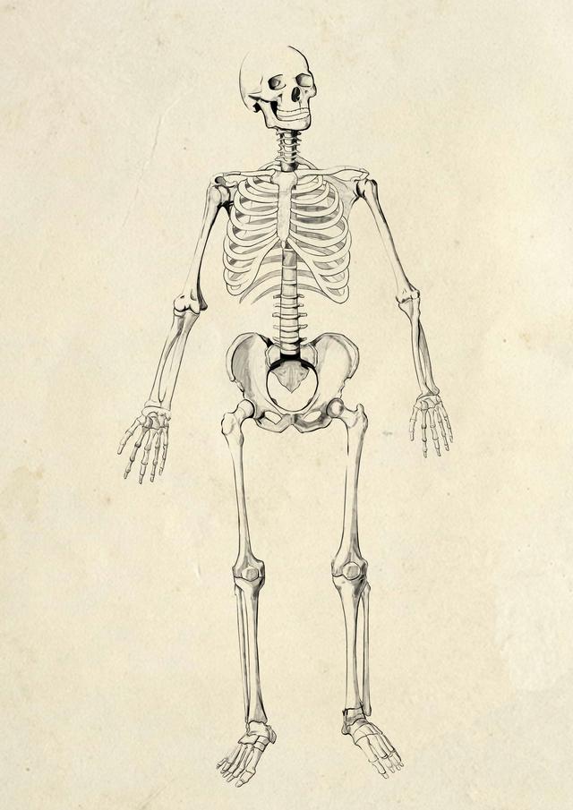 人体骨骼图集锦敢于直面骷髅的恐惧吗