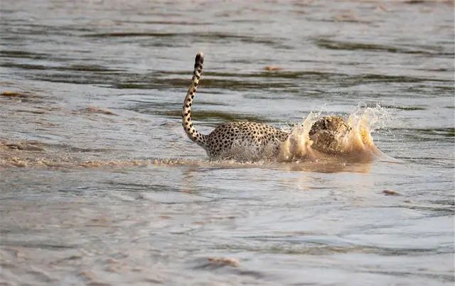 鱷魚出沒的河流洪水泛濫，5頭獵豹來到河邊，目標：穿越它 寵物 第8張