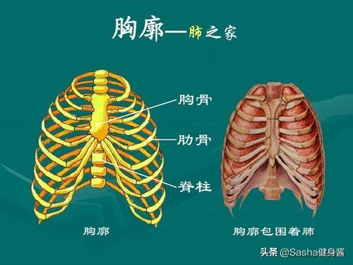 肋骨外翻,影响美感怎么办?4招教你收紧肋骨,完美腰腹