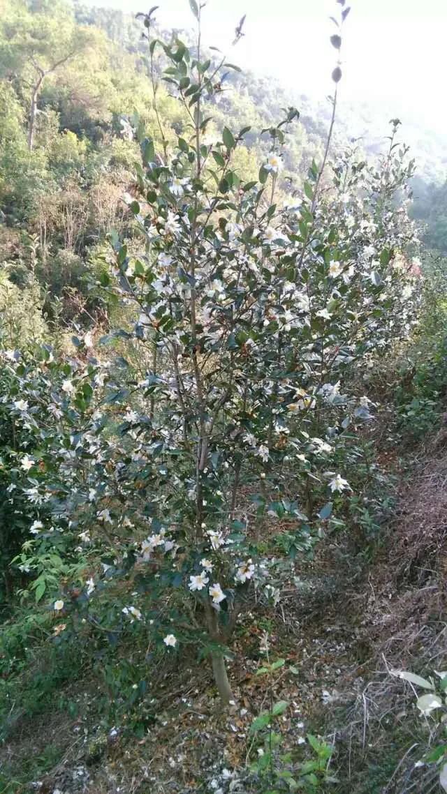 【自家制】都平镇纯正土榨白花山茶油