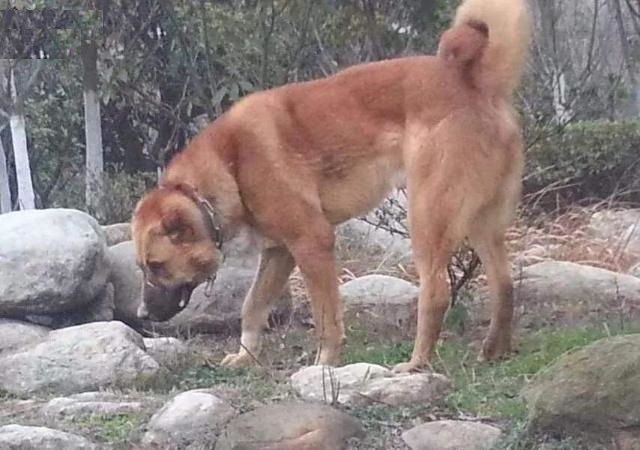 原创拥有灵性的太行犬在800余里的大山深处繁衍生息3000多年