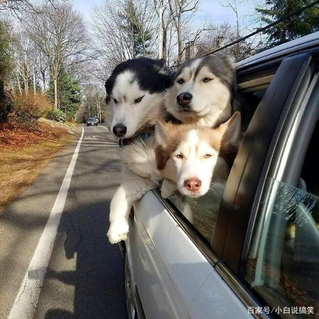 每日一笑：狗子们，今天带你们出去兜风，怎么一脸不开心啊！_段子